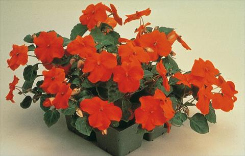 foto van een variëteit aan bloemen, te gebruiken als: Pot - en perkplant Impatiens walleriana Folletto Rosso Scarlatto