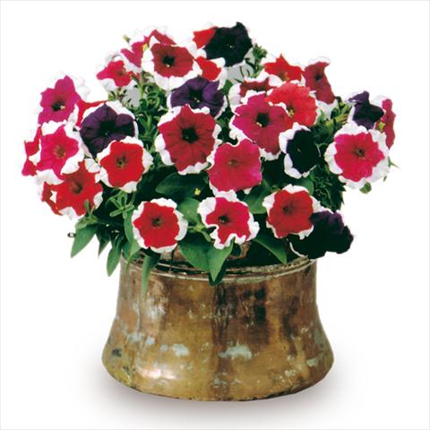 foto van een variëteit aan bloemen, te gebruiken als: Perkplant / Borders Petunia x hybrida Candy Mix