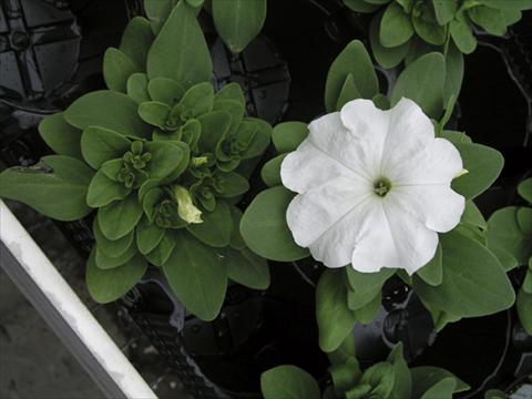 foto van een variëteit aan bloemen, te gebruiken als: Perkplant / Borders Petunia x hybrida Compatta Bianco