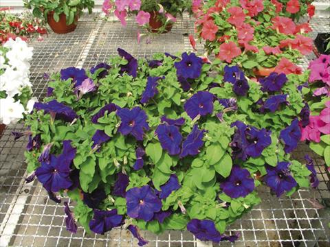 foto van een variëteit aan bloemen, te gebruiken als: Perkplant / Borders Petunia x hybrida Compatta Blu