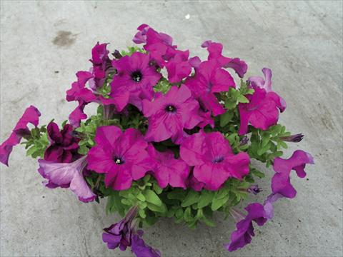 foto van een variëteit aan bloemen, te gebruiken als: Perkplant / Borders Petunia x hybrida Compatta Porpora