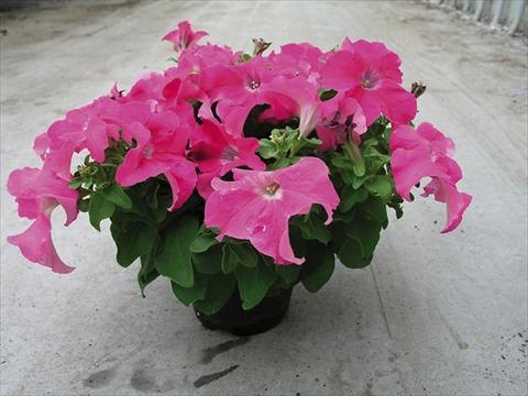 foto van een variëteit aan bloemen, te gebruiken als: Perkplant / Borders Petunia x hybrida Compatta Rosa Scuro