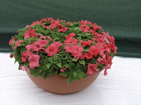 foto van een variëteit aan bloemen, te gebruiken als: Perkplant / Borders Petunia x hybrida Compatta Rosa Salmone