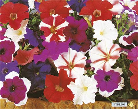 foto van een variëteit aan bloemen, te gebruiken als: Perkplant / Borders Petunia x hybrida Bella F1 Mix