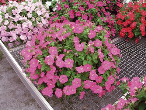 foto van een variëteit aan bloemen, te gebruiken als: Korf / Pot Petunia x hybrida Nuvolari