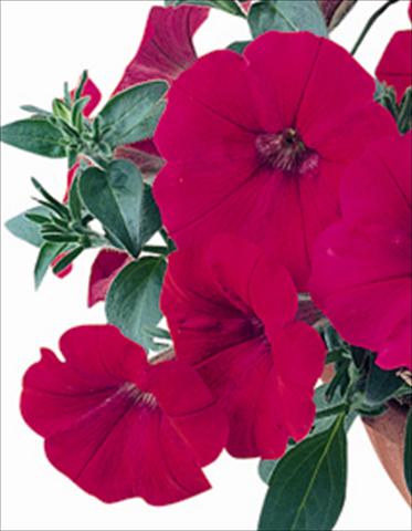 foto van een variëteit aan bloemen, te gebruiken als: Perkplant / Borders Petunia x hybrida Nuvolari Cherry