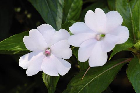 foto van een variëteit aan bloemen, te gebruiken als: Perkplant / Borders Impatiens N. Guinea SunPatiens® Compact White