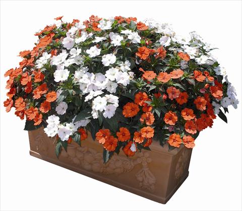 foto van een variëteit aan bloemen, te gebruiken als: Perkplant / Borders Impatiens N. Guinea SunPatiens® Compact