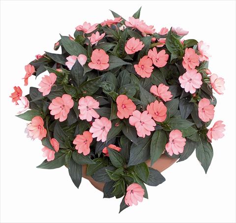 foto van een variëteit aan bloemen, te gebruiken als: Perkplant / Borders Impatiens N. Guinea SunPatiens® Compact Blush Pink
