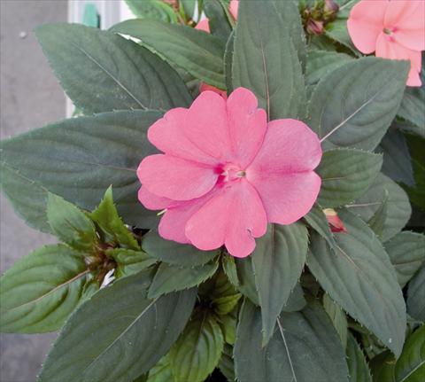 foto van een variëteit aan bloemen, te gebruiken als: Perkplant / Borders Impatiens N. Guinea SunPatiens® Compact Lavander