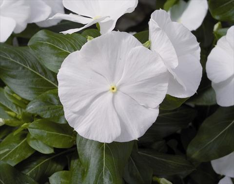 foto van een variëteit aan bloemen, te gebruiken als: Perkplant / Borders Catharanthus roseus - Vinca Cora F1 White
