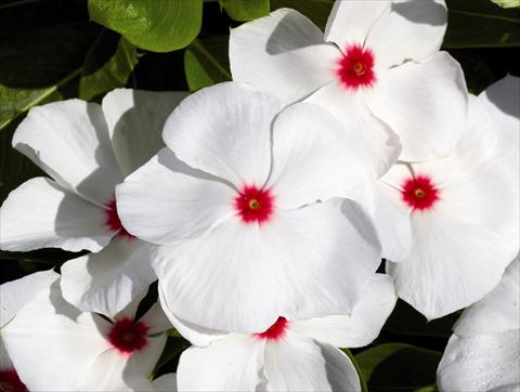 foto van een variëteit aan bloemen, te gebruiken als: Perkplant / Borders Catharanthus roseus - Vinca Egeo F1 White