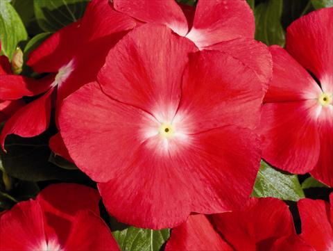 foto van een variëteit aan bloemen, te gebruiken als: Perkplant / Borders Catharanthus roseus - Vinca Egeo F1 Cherry Red