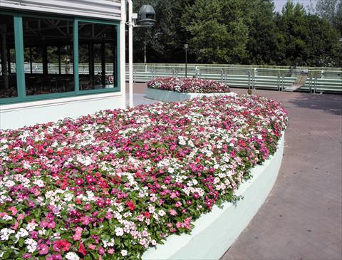 foto van een variëteit aan bloemen, te gebruiken als: Perkplant / Borders Catharanthus roseus - Vinca Egeo F1