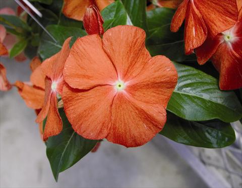 foto van een variëteit aan bloemen, te gebruiken als: Perkplant / Borders Catharanthus roseus - Vinca Egeo F1 Orange