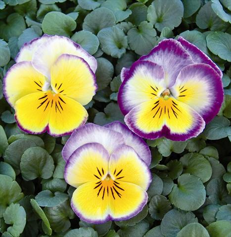 foto van een variëteit aan bloemen, te gebruiken als: Perkplant / Borders Viola wittrockiana Radiance