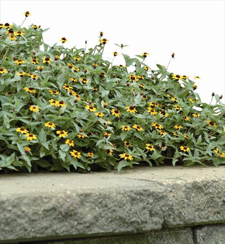 foto van een variëteit aan bloemen, te gebruiken als: Perkplant / Borders Zinnia maritima Solcito Yellow