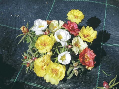 foto van een variëteit aan bloemen, te gebruiken als: Pot - en perkplant Portulaca Margherita Mix
