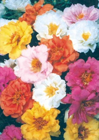 foto van een variëteit aan bloemen, te gebruiken als: Pot - en perkplant Portulaca Sundial Mix