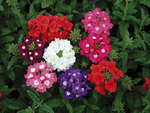 foto van een variëteit aan bloemen, te gebruiken als: Perkplant, potplant of korfplant Verbena Tuscany mix