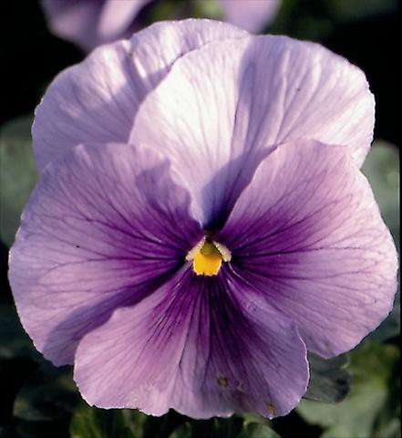 foto van een variëteit aan bloemen, te gebruiken als: Perkplant / Borders Viola wittrockiana Super Florian