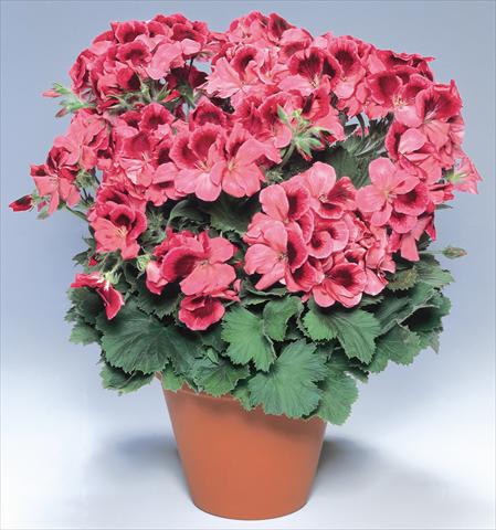 foto van een variëteit aan bloemen, te gebruiken als: Pot Pelargonium grandiflorum pac® Aristo® Apricot