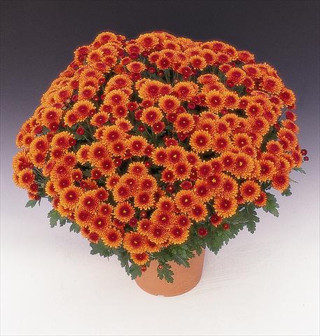 foto van een variëteit aan bloemen, te gebruiken als: Pot - en perkplant Chrysanthemum Arfeu