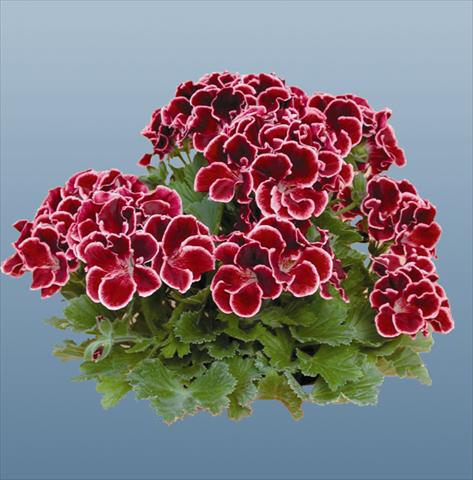 foto van een variëteit aan bloemen, te gebruiken als: Pot Pelargonium grandiflorum pac® Aristo® Beauty