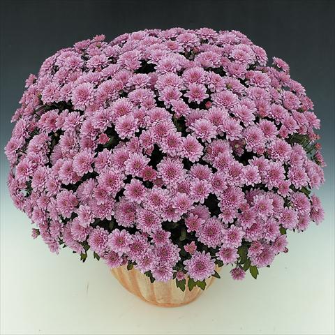 foto van een variëteit aan bloemen, te gebruiken als: Pot - en perkplant Chrysanthemum BonBon Rosé