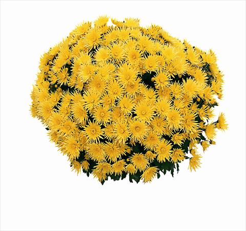 foto van een variëteit aan bloemen, te gebruiken als: Pot Chrysanthemum Cine