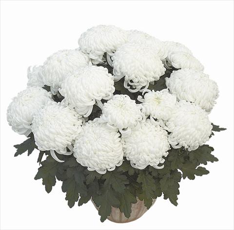 foto van een variëteit aan bloemen, te gebruiken als: Pot Chrysanthemum Clapoti Blanc