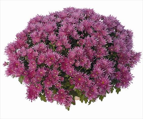 foto van een variëteit aan bloemen, te gebruiken als: Pot Chrysanthemum Corto