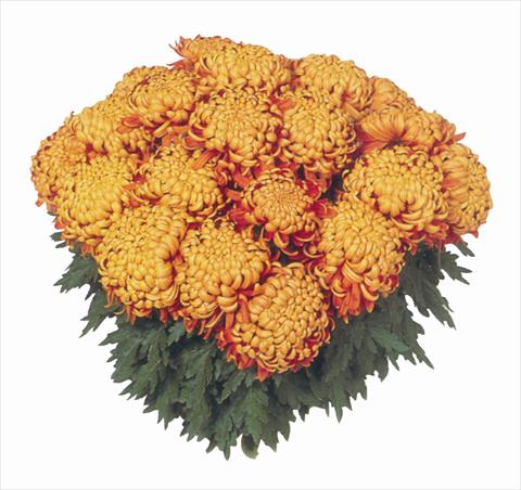 foto van een variëteit aan bloemen, te gebruiken als: Pot Chrysanthemum India