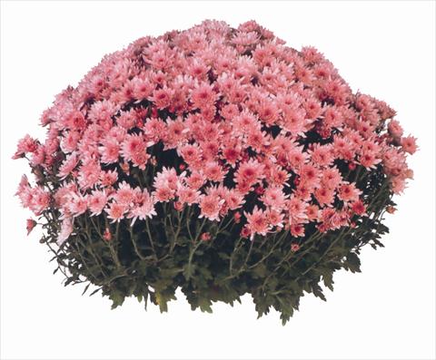 foto van een variëteit aan bloemen, te gebruiken als: Pot - en perkplant Chrysanthemum Yahou