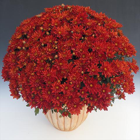 foto van een variëteit aan bloemen, te gebruiken als: Pot - en perkplant Chrysanthemum Fada Rouge