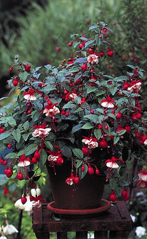 foto van een variëteit aan bloemen, te gebruiken als: Korf / Pot Fuchsia General Monk Red White
