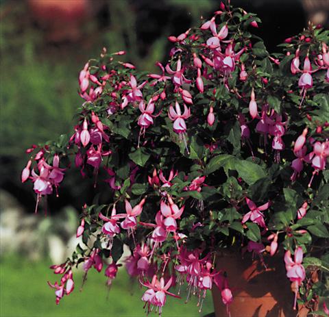 foto van een variëteit aan bloemen, te gebruiken als: Korf / Pot Fuchsia Pink Beacon