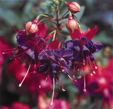 foto van een variëteit aan bloemen, te gebruiken als: Korf / Pot Fuchsia Winston Churchill