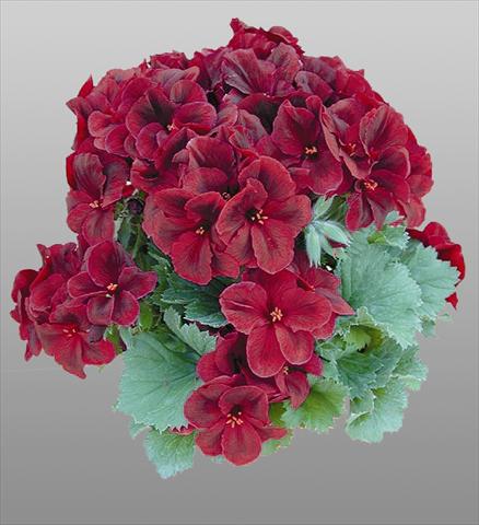 foto van een variëteit aan bloemen, te gebruiken als: Pot - en perkplant Pelargonium grandiflorum pac® Aristo® Shocko