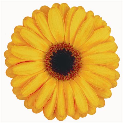 foto van een variëteit aan bloemen, te gebruiken als: Snijbloemen Gerbera jamesonii Spike