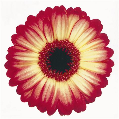 foto van een variëteit aan bloemen, te gebruiken als: Snijbloemen Gerbera jamesonii Paintball