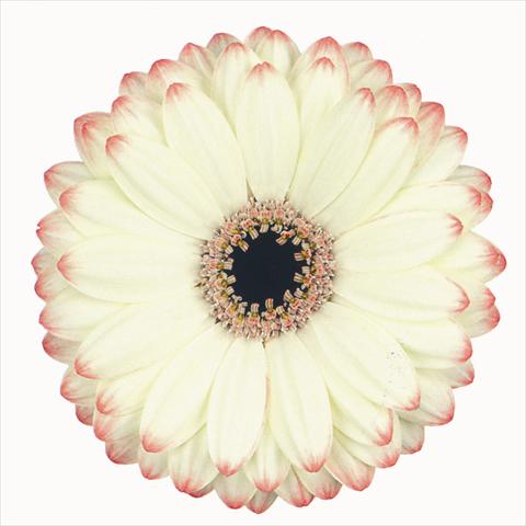 foto van een variëteit aan bloemen, te gebruiken als: Snijbloemen Gerbera jamesonii Reflex