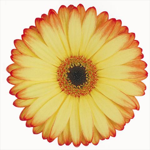 foto van een variëteit aan bloemen, te gebruiken als: Snijbloemen Gerbera jamesonii Woodstock