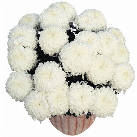 foto van een variëteit aan bloemen, te gebruiken als: Pot Chrysanthemum Komodo Blanc