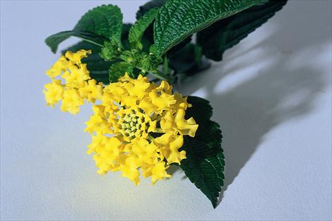foto van een variëteit aan bloemen, te gebruiken als: Pot Lantana camara Goldsonne