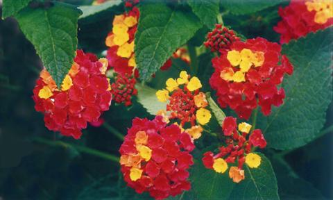 foto van een variëteit aan bloemen, te gebruiken als: Pot - en perkplant Lantana camara Ingersheimer