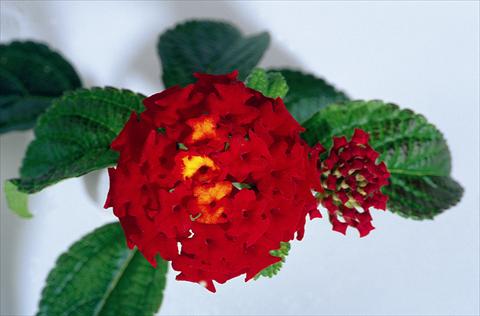 foto van een variëteit aan bloemen, te gebruiken als: Pot - en perkplant Lantana camara Kolibri Red