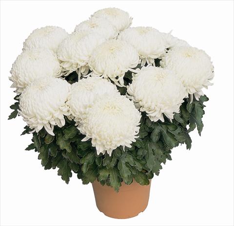 foto van een variëteit aan bloemen, te gebruiken als: Pot Chrysanthemum Malibu