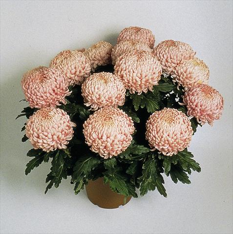 foto van een variëteit aan bloemen, te gebruiken als: Pot Chrysanthemum Movida