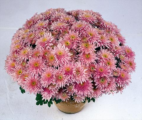 foto van een variëteit aan bloemen, te gebruiken als: Pot Chrysanthemum Obao